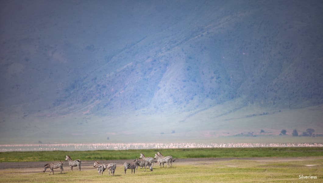 Herd of Zebra Herd of Zebra